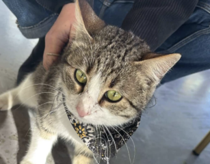 Ekran-Resmi-2026-03-04-13.04.38