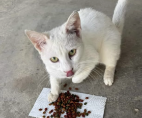 Ekran-Resmi-2026-03-05-20.49.31