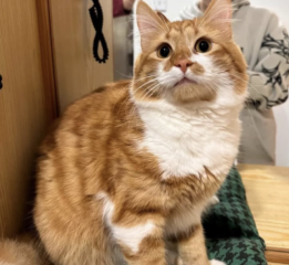 Ekran-Resmi-2026-03-07-22.24.18