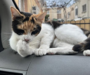 Ekran-Resmi-2026-03-07-22.25.21