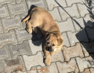 Ekran-Resmi-2026-03-08-00.19.22