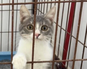 Ekran-Resmi-2026-03-08-22.22.33