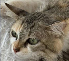 Ekran-Resmi-2026-03-08-22.24.41