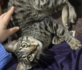 Ekran-Resmi-2026-03-08-22.36.30