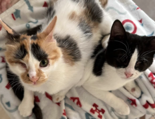 Ekran-Resmi-2026-03-08-22.43.56