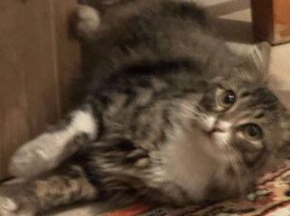 Ekran-Resmi-2026-03-08-22.46.54