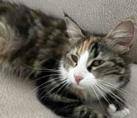 Ekran-Resmi-2026-03-08-23.13.32