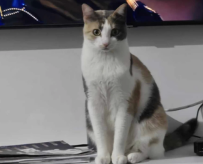 Ekran-Resmi-2026-03-10-00.01.12