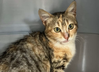 Ekran-Resmi-2026-03-10-12.13.20