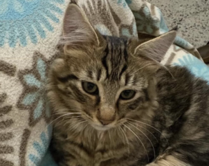 Ekran-Resmi-2026-03-10-14.52.09