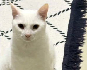 Ekran-Resmi-2026-03-10-15.08.30