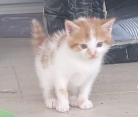 Ekran-Resmi-2026-03-10-15.41.31