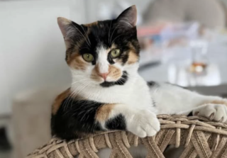 Ekran-Resmi-2026-03-11-14.06.06