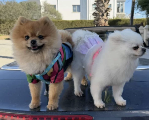 Ekran-Resmi-2026-03-13-00.58.02