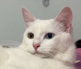 Ekran-Resmi-2026-03-13-01.02.13