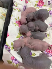 CBA8842C-CE6D-415D-8AF6-3FC1881B58ED