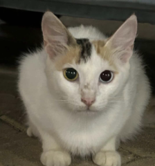 Ekran-Resmi-2026-04-01-00.08.28