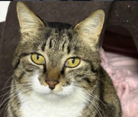 Ekran-Resmi-2026-04-09-13.54.13