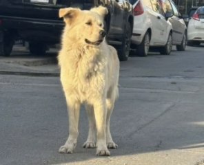 Ekran-Resmi-2026-04-09-14.41.07