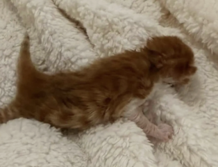 Ekran-Resmi-2026-04-09-15.02.13