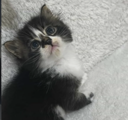 Ekran-Resmi-2026-04-09-15.03.29