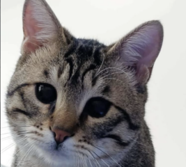 Ekran-Resmi-2026-04-09-15.10.30