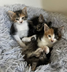 Ekran-Resmi-2026-04-09-15.46.25