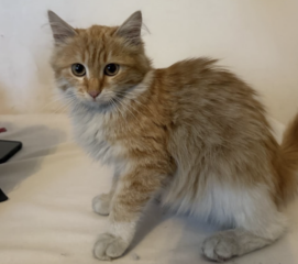 Ekran-Resmi-2026-04-09-21.39.07