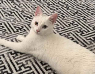 Ekran-Resmi-2026-04-09-23.33.07