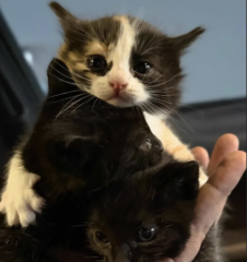 Ekran-Resmi-2026-04-09-23.45.37