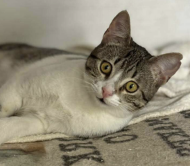 Ekran-Resmi-2026-04-10-00.01.20