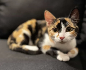 Ekran-Resmi-2026-04-10-00.21.38