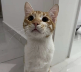 Ekran-Resmi-2026-04-10-00.24.25