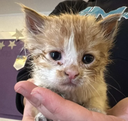 Ekran-Resmi-2026-04-10-00.35.35