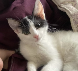 Ekran-Resmi-2026-04-10-11.26.29