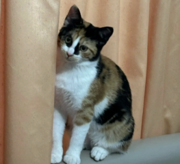 Ekran-Resmi-2026-04-11-13.32.28