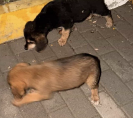 Ekran-Resmi-2026-04-11-13.51.24