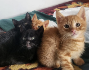 Ekran-Resmi-2026-04-11-14.18.41