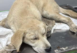 Ekran-Resmi-2026-04-11-15.18.58