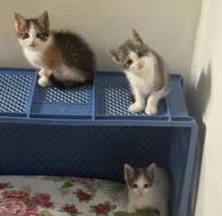 Ekran-Resmi-2026-04-11-15.23.48