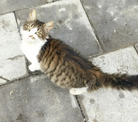 Ekran-Resmi-2026-04-11-17.38.02