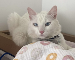 Ekran-Resmi-2026-04-11-17.43.52