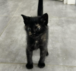 Ekran-Resmi-2026-04-11-18.45.17