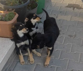 Ekran-Resmi-2026-04-11-18.50.01