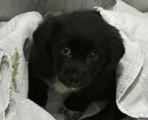 Ekran-Resmi-2026-04-11-18.52.07