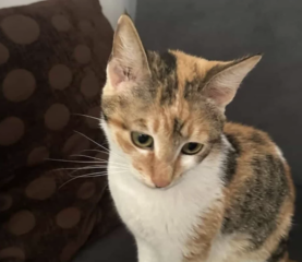 Ekran-Resmi-2026-04-11-19.20.32