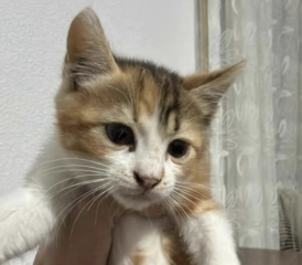 Ekran-Resmi-2026-04-28-21.22.27